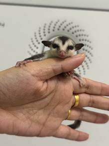 White Face Sugar Glider Male（Jinak）
