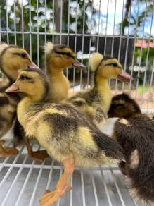 Anak Itik Jambul / Mallard