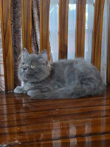 DLH Bengal Mix Himalayan