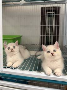 Pure BSH kitten