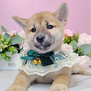 Shiba