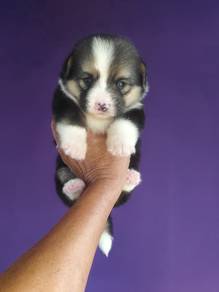 Pure Breed Long Tail Corgi (1M2F) 纯种柯基 长尾巴