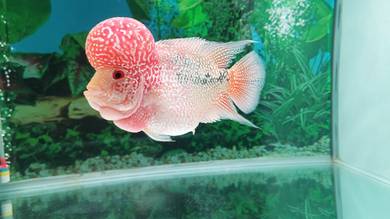flowerhorn kamfa 2 tone
