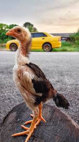 Anak ayam ratu kaidang LHK 