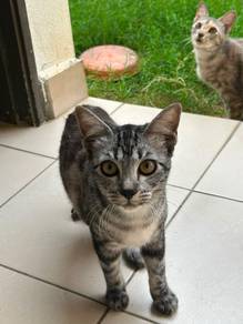 mix mainecoon kittens for adoption