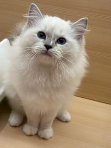 Ragdoll