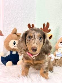 Dachshund Puppy Available Now