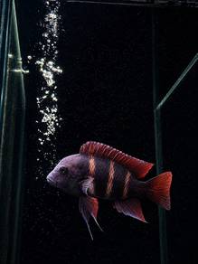 Frontosa Cichlid