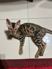 kucing mix hutan ingin dilepaskan