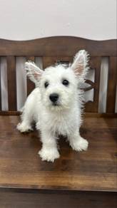Westie West Highland Terrier Female Puppy f1