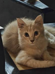 Non Standard Munchkin