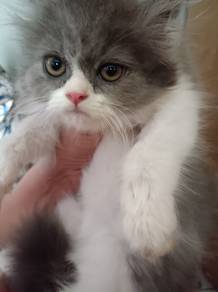 British Longhair Kitten