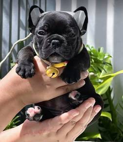 FRENCH BULLDOG PUPPIES 🌻VIP29 Boy~Girl