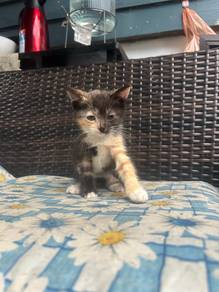 mix bsh female