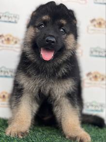 German Shepherd