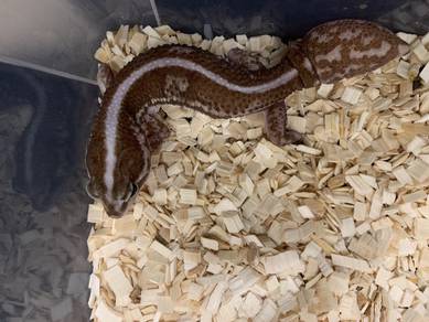African Fat Tail Gecko