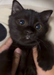 bsh scottish fold untuk rehome