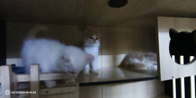 persian kitten 