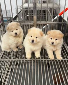 chow chow