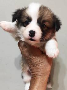 Corgi puppy long haired  mka and microchip