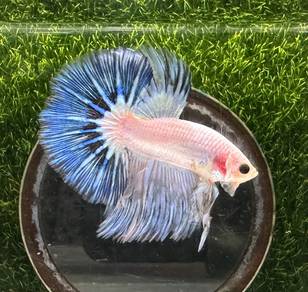 Thailand Aurora Halfmoon
