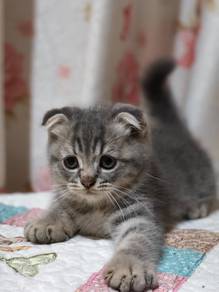 Scottish fold kitten 