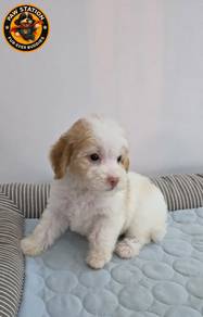 Toy Poodle
