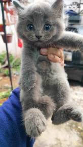 British longhair mix British Shorthair 