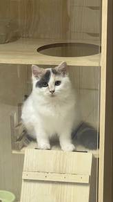 Domestic Long Hair Cat