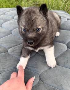 Gorgeous Siberian Husly puppies