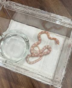 Corn snake