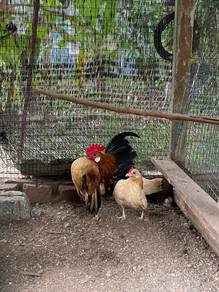 ayam serama sepasang