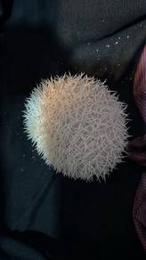 Hedgehog Albino