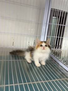 Calico Minuet kitten