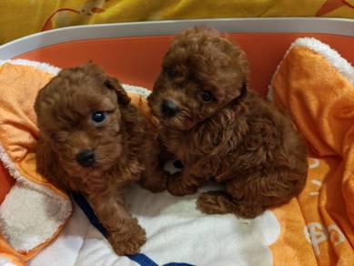 Miniature Poodle for sell