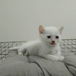 American Curl