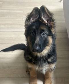 German Shepherd