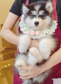 Husky