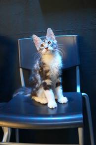 pure breed maine coon kitten with cfa