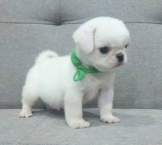 PUG PUPPIES 701 🌻 Male puppy