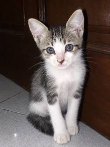 kitten/anak kucing for sale