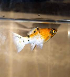 Red-Head Short-Body Balloon Molly (Female)