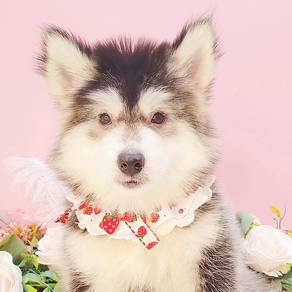 Alaskan Husky