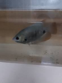 Kaloi Sabah 4"