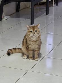 BSH Golden NY22