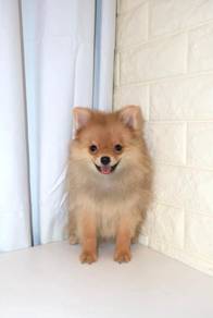J0675 Pomeranian Sweet Rich Coat Little Dog