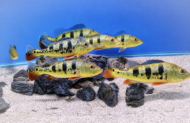 Peacock Bass PB Ikan Hiasan Mono Fish Aquarium