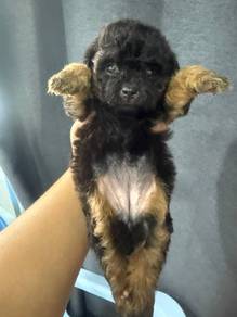 toy poodle puppies