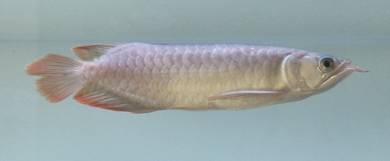 Super Red Arowana
