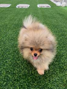 T-cup Tebby bear Pom 超级罕有的 Tiny 博美